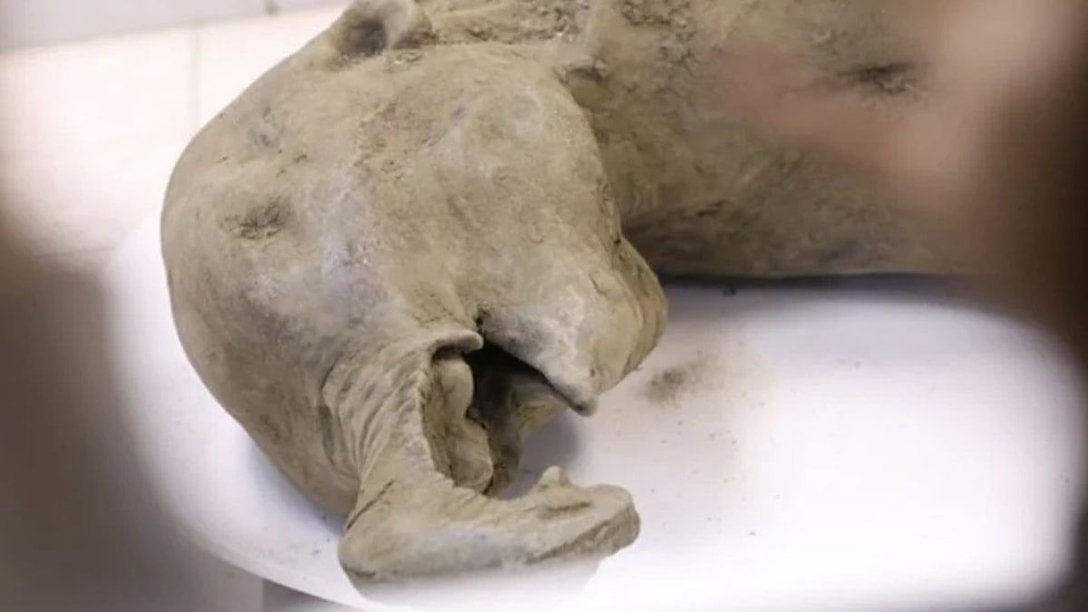 Dünyada 6 tane var: 180 kiloluk ‘yavru’ ortaya çıktı