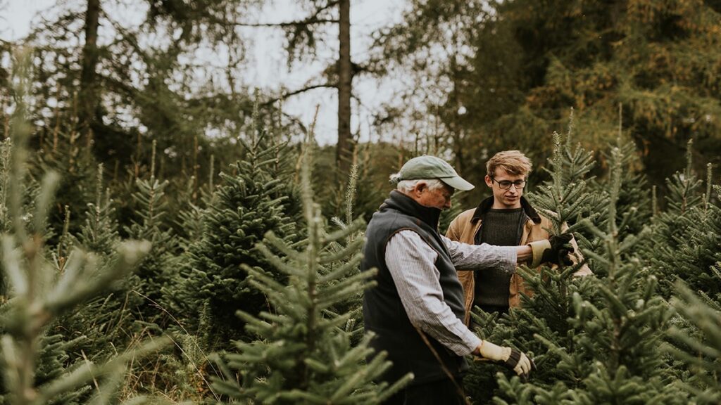 Dünyanın en pahalı yılbaşı ağacı: 177 milyon değerinde