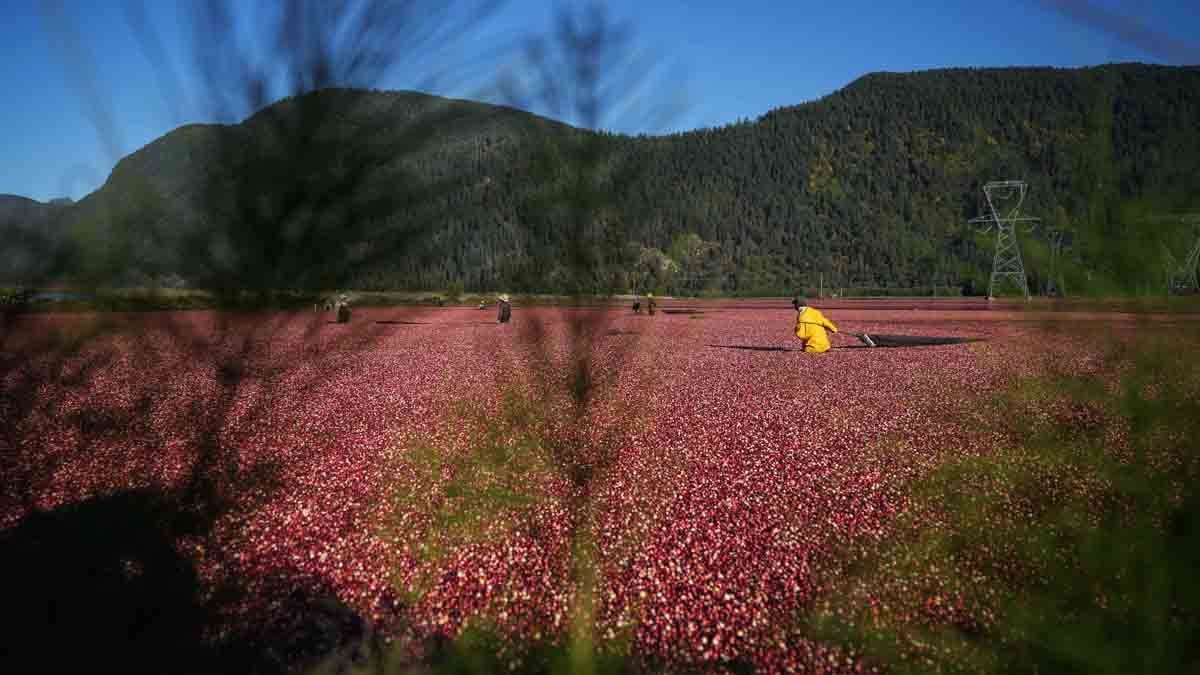 Eski Babillerin meyvesi tam bir vitamin deposu: Bağışıklığı güçlendirir, sindirimi destekler, yaşlanmayı geciktirir