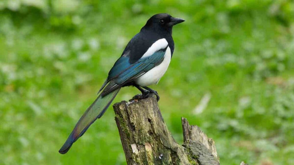 ‘Hediye’ alışverişinde bulunan tek hayvan: Çok zekidir ve aynada kendini tanıyabilir!