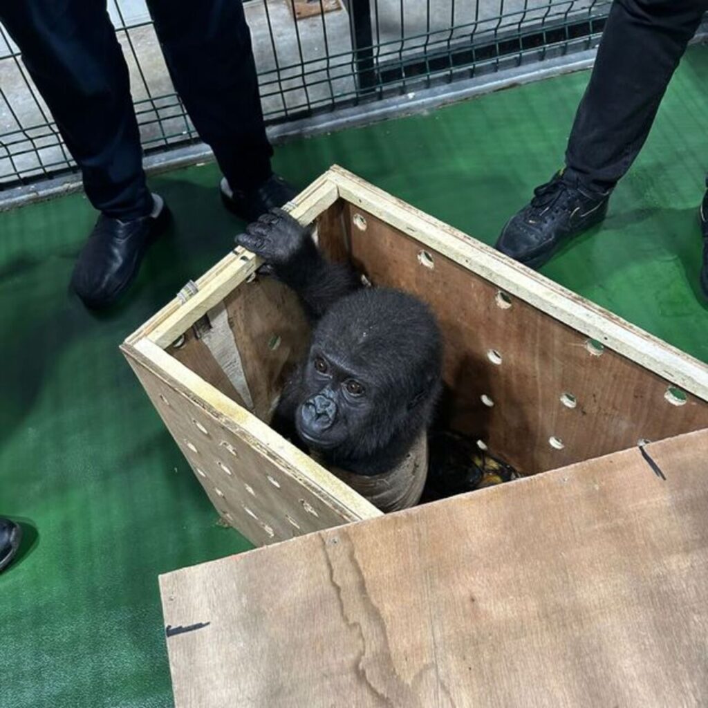 İstanbul Havalimanı’nda goril yavrusu yakalandı!