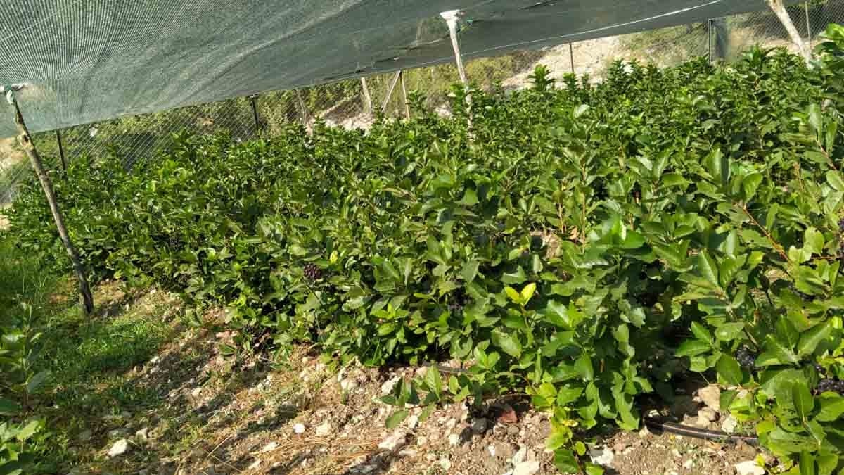 Kahvenin yerini tutan tek meyve: ‘Bana ekstra enerji veriyor’