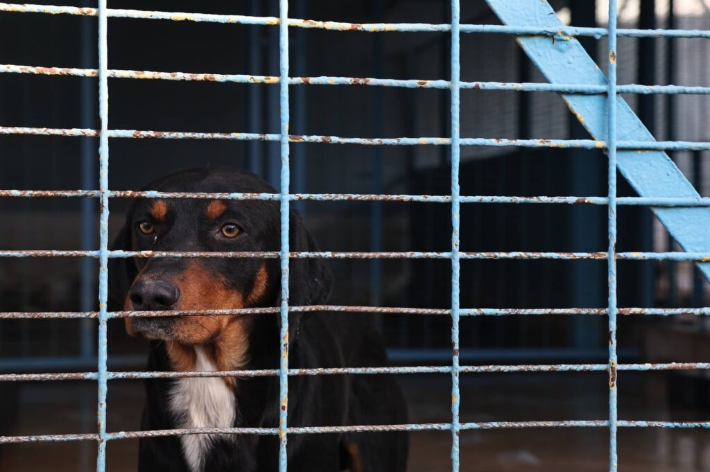 Nilüfer’deki sahipsiz canlar sıcak yuvalarını bekliyor