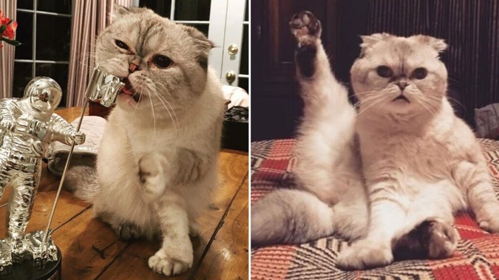 Serveti milyonları aşan kediye iş teklifleri yağıyor