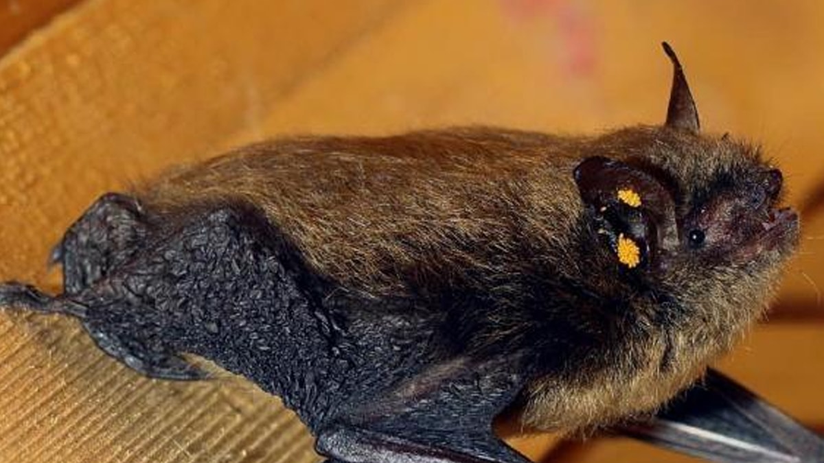 Sınıfta ısırılan öğretmen hayatını kaybetti, yetkililerden uyarılar geldi