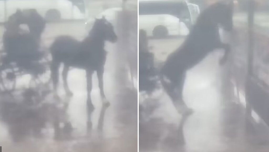 Araba yıkamaya atını soktu! Zavallı hayvanın çırpınışları yürek burktu