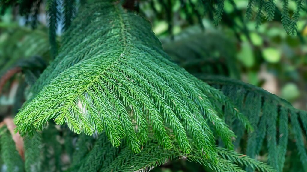 Belçika’da ilginç çağrı: Çam ağacı yiyin! İşte nedeni…