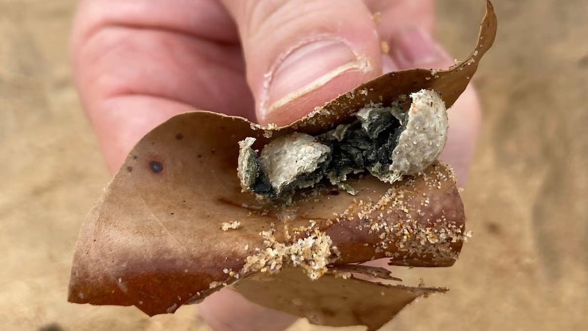 Birden sahilde belirdiler! Plajlar kapatıldı; kimse ne olduğunu anlamadı