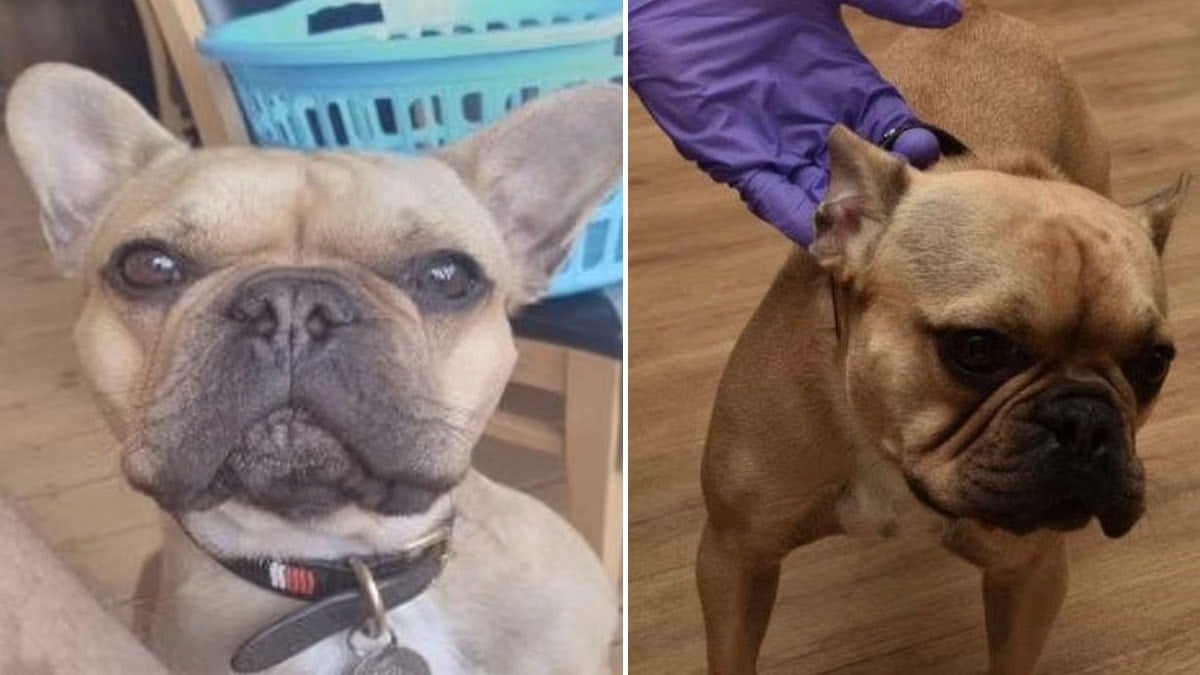 Bu köpekteki tek detay 2 milyar TL’lik planı bozdu