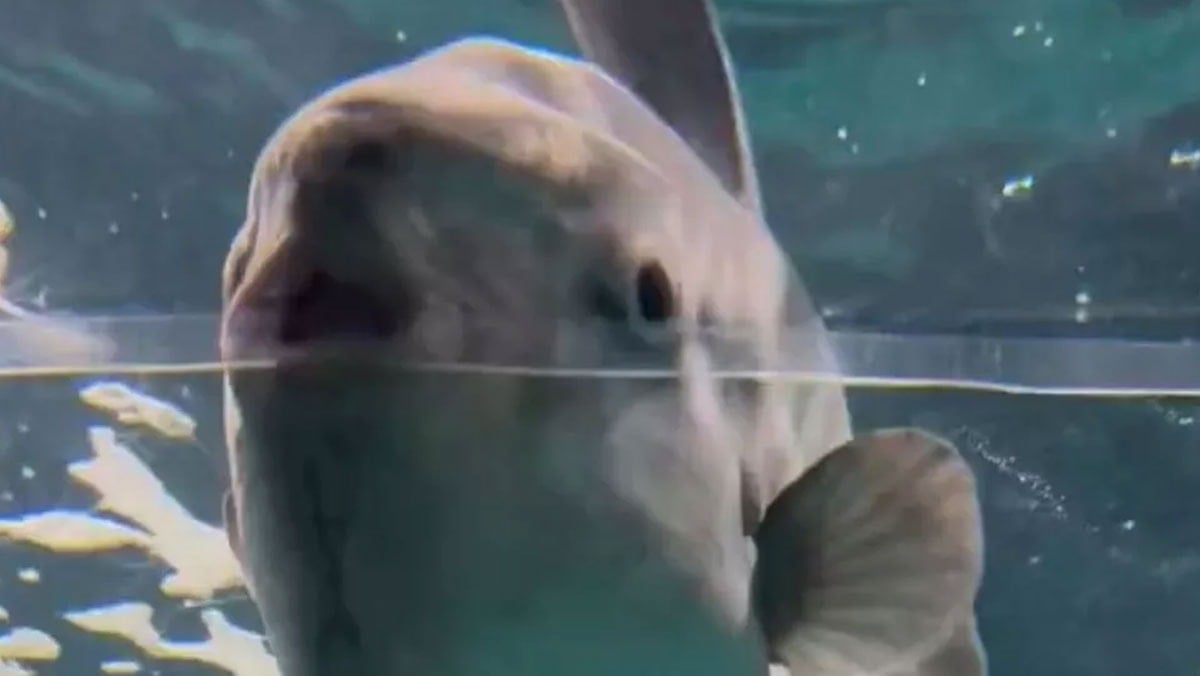 Dünyanın en yalnız balığı depresyona girdi: Yemek yemesi için çırpınıyorlar