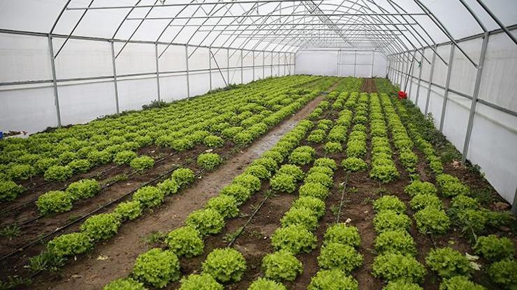 Edirne’de devlet destekli seracılık projesi üreticinin yüzünü güldürüyor