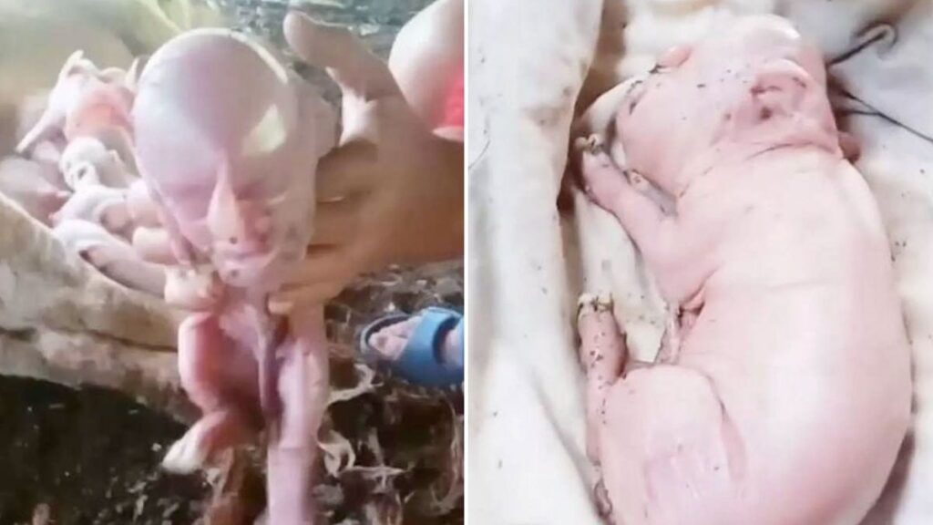 İnsan yüzüyle doğup bebek gibi ses çıkardı!