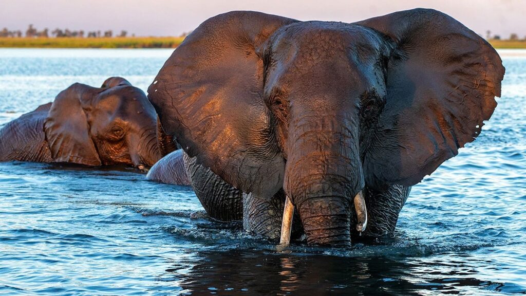 İnsanlar filleri ‘bozdu’: Eskisi gibi doğmuyorlar