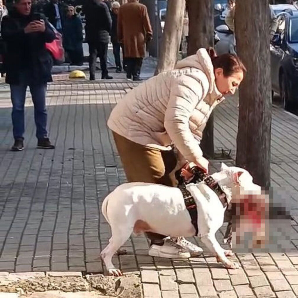 Kediyi öldüren pitbull cinsi köpeğin sahibi tutuklandı