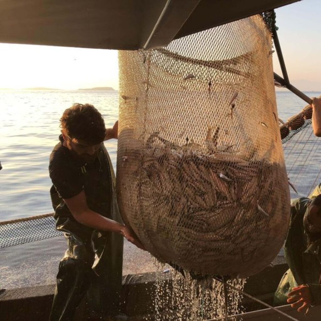 Lüfer akınına "deniz sıcaklığı" engeli