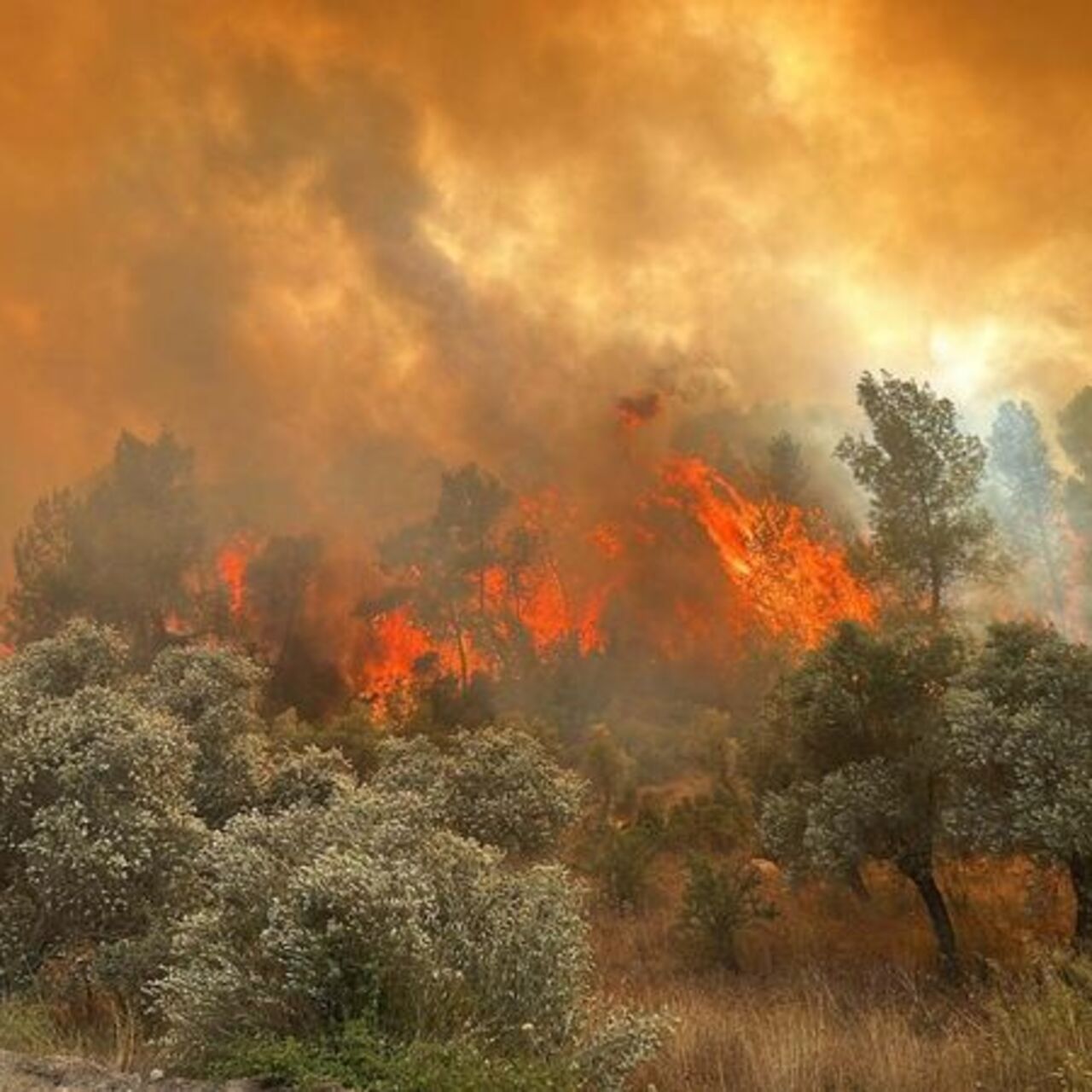 Muğla’daki yangınların yüzde 59’u insan kaynaklı
