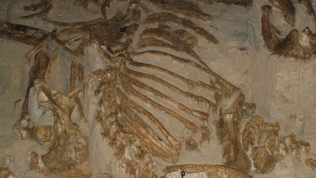 Nesli tükenen dev 4 bin yıl sonra hayata dönüyor: Milyarlar harcandı…