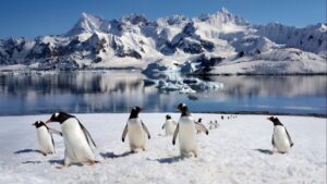 Penguenler de boşanıyor! Boşanma oranı koloniyi etkiliyor