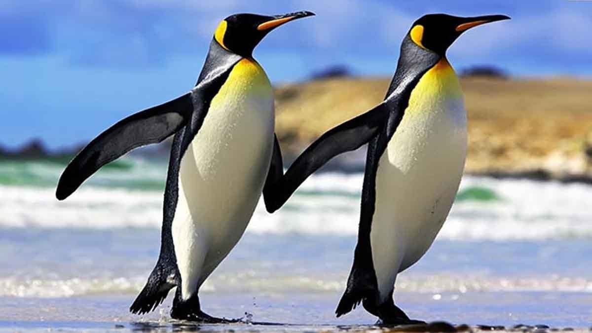 Penguenler eşlerinden "boşanabilir": Bir biyolog deniz kuşlarının bunu neden yaptığını açıkladı