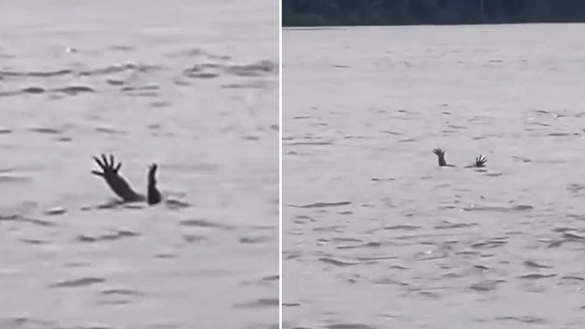 Timsahlardan akıl almaz numara! İnsanları böyle kandırıyorlar