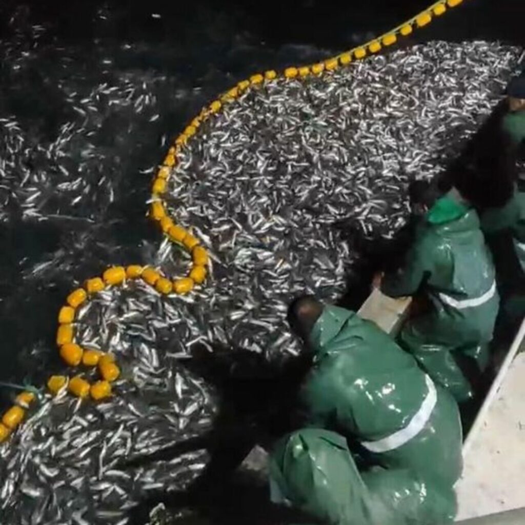 Tonlarca kefal yavrusunu denize saldılar