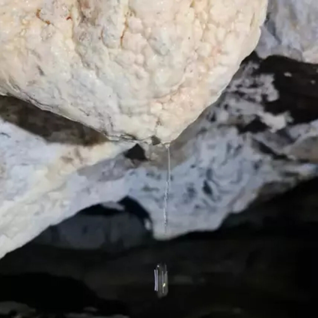 Türkiye’de ilk defa ‘Ay sütü’ bakterisi bulundu