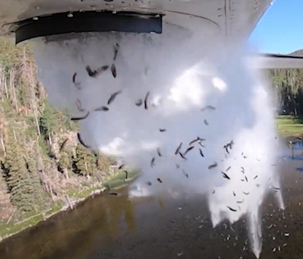 Uçaktan aşağı tonlarca balık attılar: Amaçları gayet kutsal