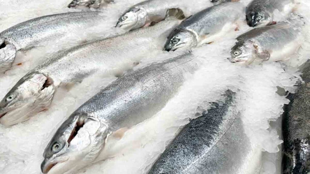 Yılın iyi balıklar listesi yayınlandı: Yalnızca bu 9 balık türü koşulsuz tavsiye ediliyor, biri tezgahlarda!