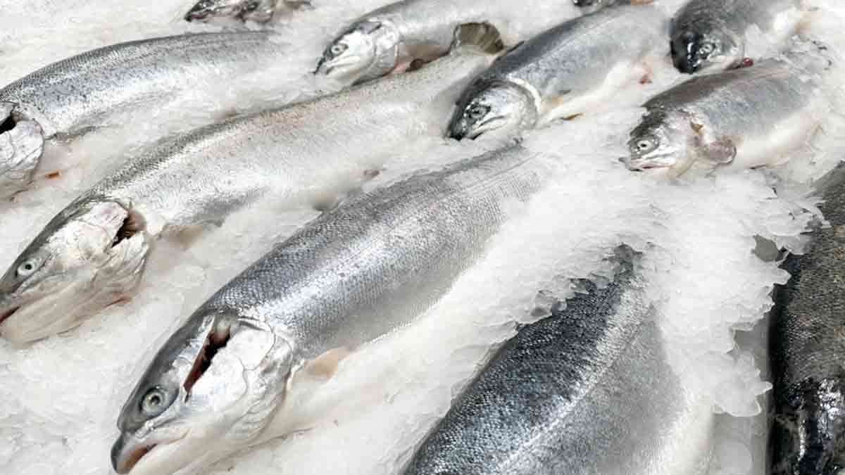 Yılın iyi balıklar listesi yayınlandı: Yalnızca bu 9 balık türü koşulsuz tavsiye ediliyor, biri tezgahlarda!