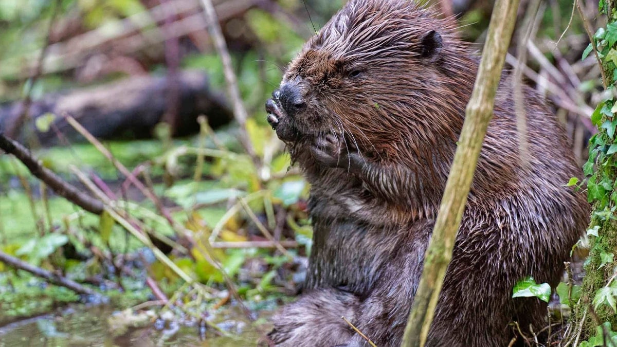 7 yıldır bitmeyen 44.5 milyon TL’lik barajı kunduzlar bedavaya devraldı