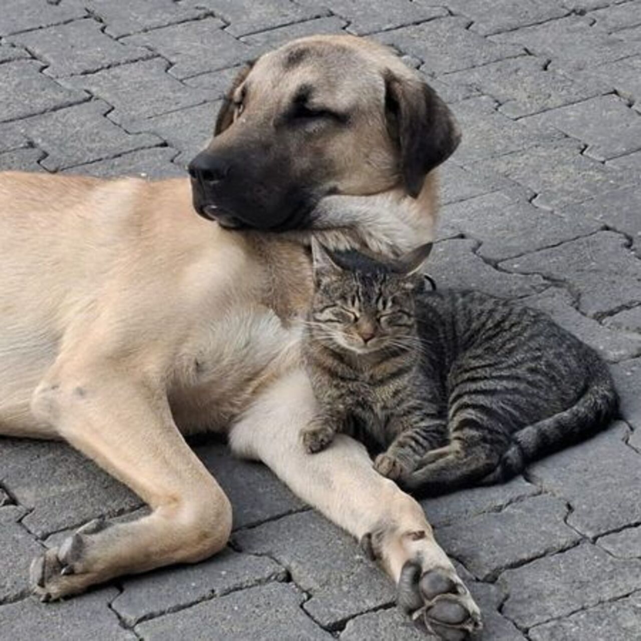 81 ile yazı! Hastanelerde sahipsiz hayvan olmayacak