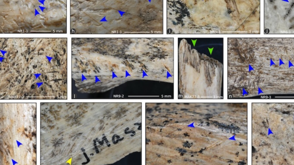 Avrupa’nın göbeğinde insan eti yemişler: Kanıtlar ortaya çıktı