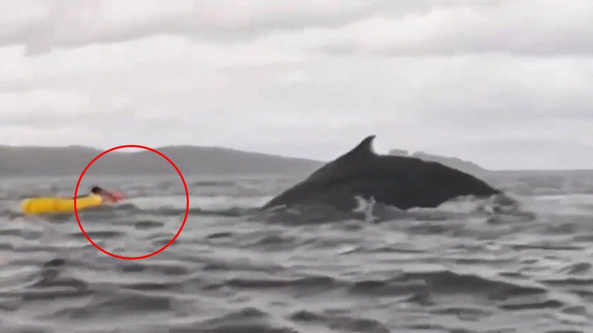 Balina adamı önce yutup sonra çıkardı: Akıl almaz görüntüler anbean kaydedildi