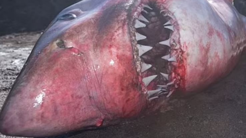 Beyinleri büyümüş balıklar patır patır karaya vuruyor: Sonunda gizemi çözüldü