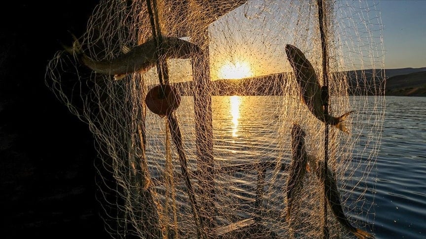 Bu balığı tutanlara, balık başına 1.600 TL ödenecek