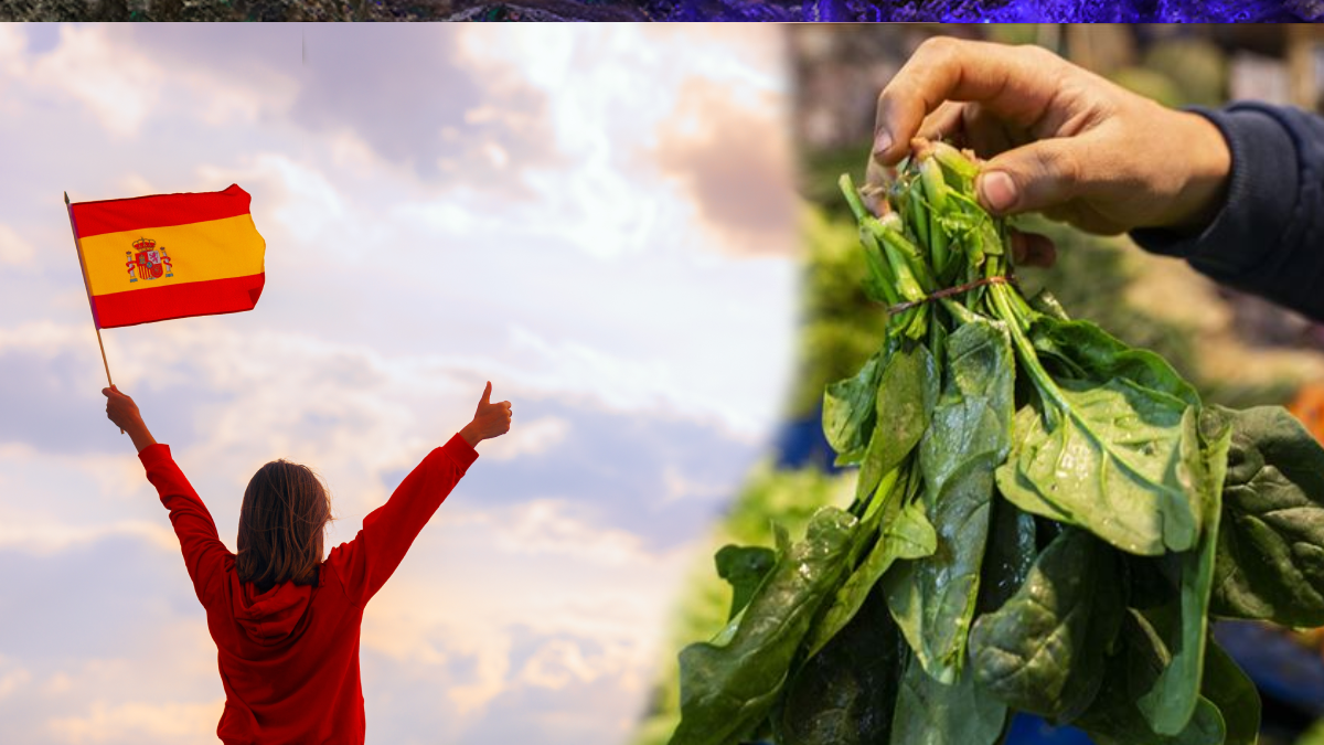 İspanyollar işte bu yüzden avuç avuç Ispanak yiyor: Nedeni sadece sağlık değil