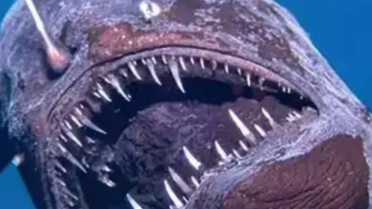 ‘Kara deniz şeytanı’ ilk kez görüntülendi: Uzmanlar açıklayamıyor