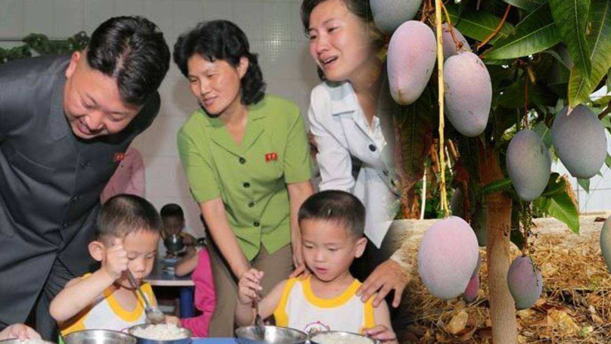 Koreliler işte bu yüzden mango yemiyor