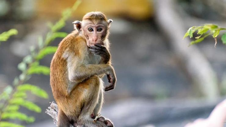 Maymun trafoya girince tüm ülke elektriksiz kaldı! Hastaneler ve işletmeler alarmda…