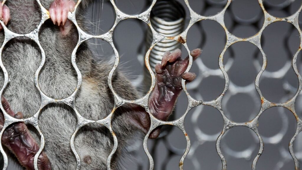 Milyonlarcası hızla yayılıyor: Şimdiden 16 büyük şehri ele geçirdiler