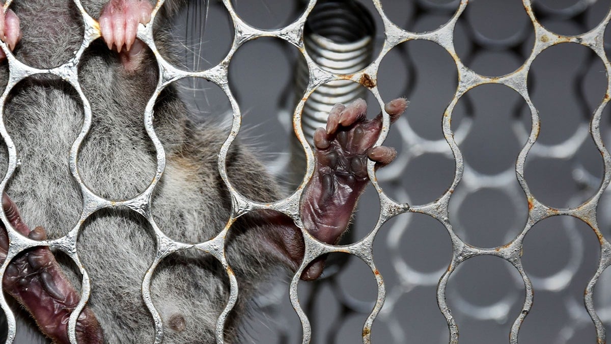 Milyonlarcası hızla yayılıyor: Şimdiden 16 büyük şehri ele geçirdiler