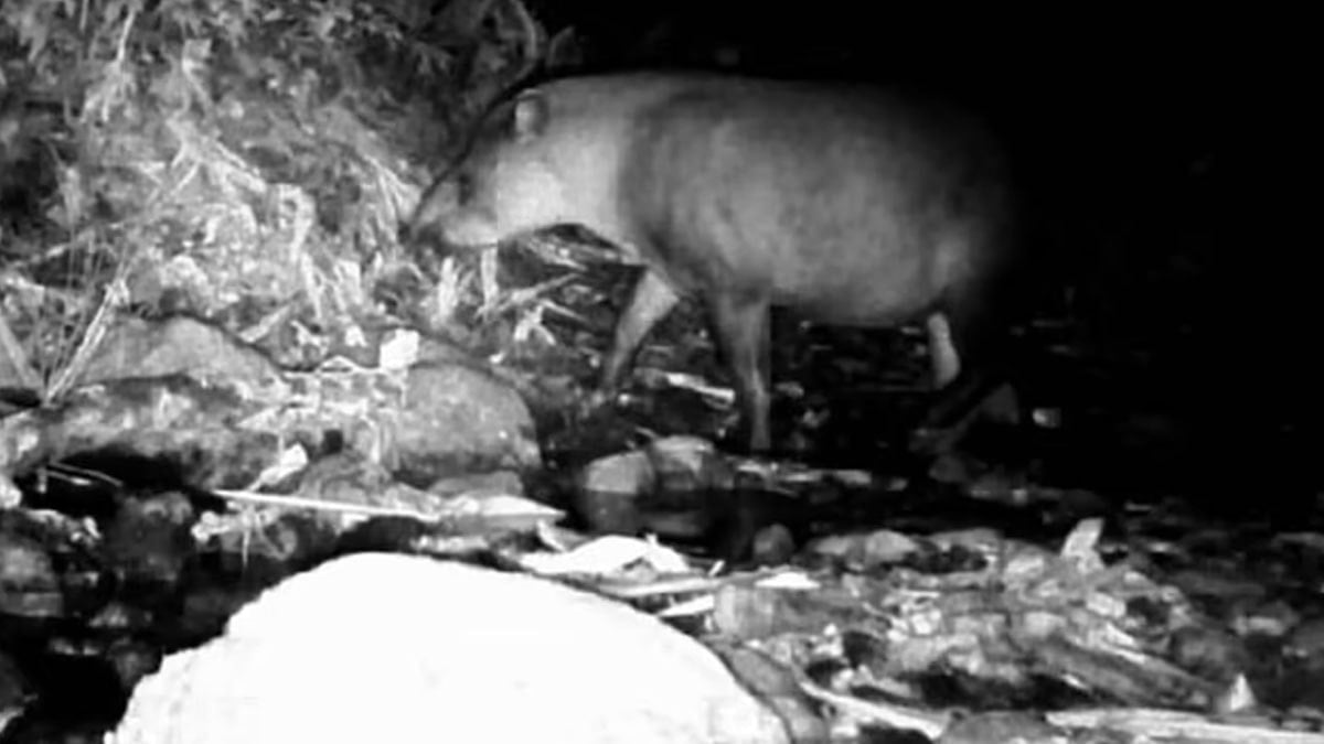 Nesli tükendi sanılıyordu: 110 yıl sonra görüldü