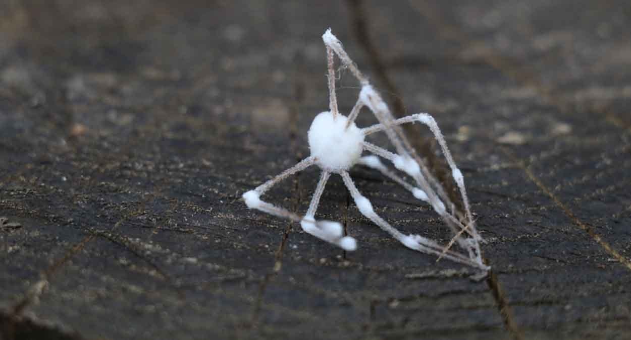 Örümcekleri "zombilere" dönüştüren yeni mantar keşfedildi
