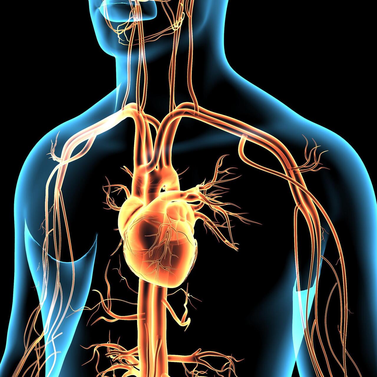 Türk Kardiyoloji Derneği’nden önemli bilimsel buluşma