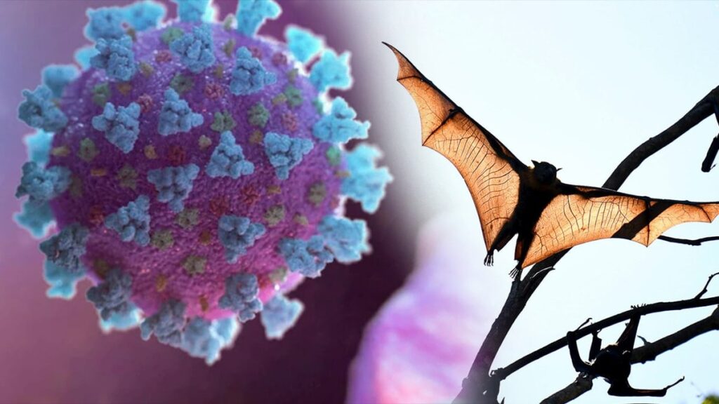 Yeni bir koronavirüs, yarasalarda keşfedildi: COVID-19 ile korkutan benzerlik