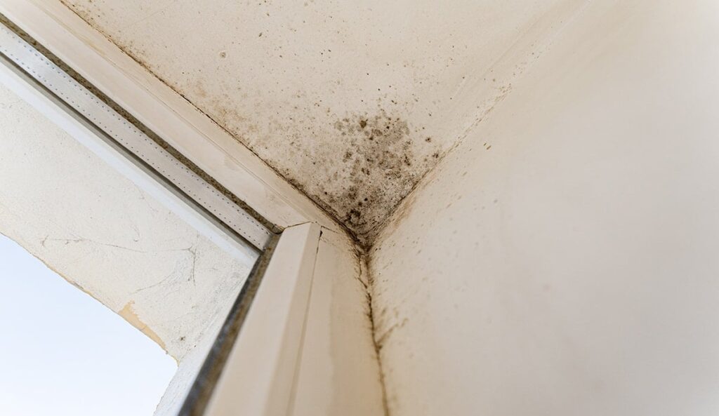 Evdeki nem ve küfü anında yok ediyor! En doğal ve pratik yöntemini uzmanlar açıkladı