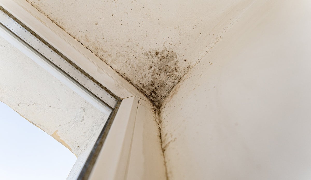 Evdeki nem ve küfü anında yok ediyor! En doğal ve pratik yöntemini uzmanlar açıkladı