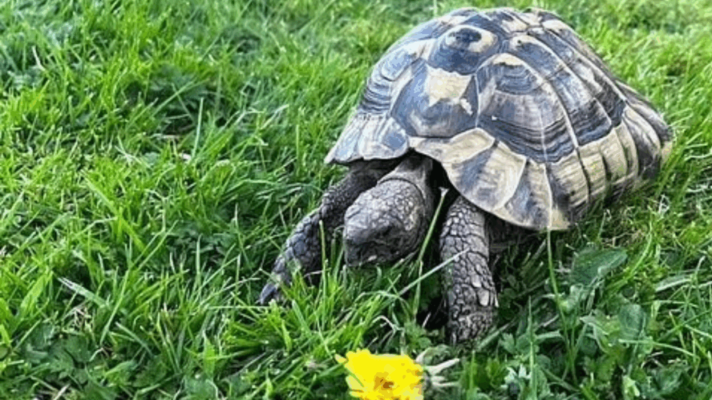 9 ay önce evden kaçan kaplumbağa çok uzaklaştığını sanmıştı! Oysa öyle değildi