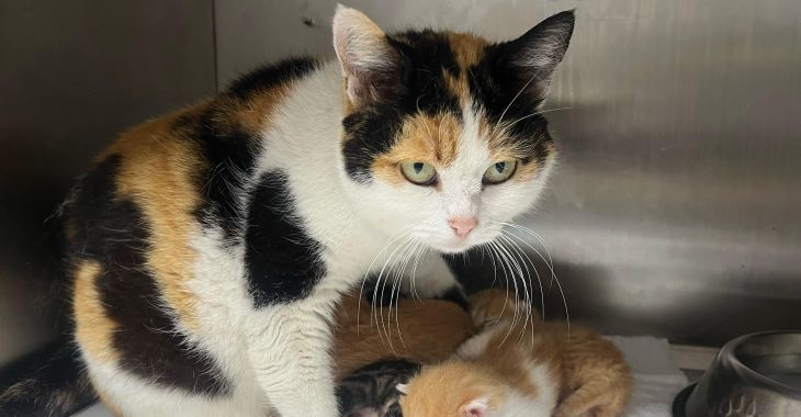 Büyükşehir, bayramda da can dostların yanında