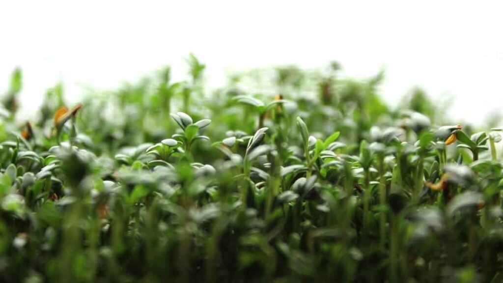 Dünyanın en sağlıklı besini seçildi! 100 gramında yalnızca 21 kalori var